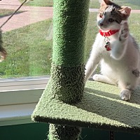 adopt a pet