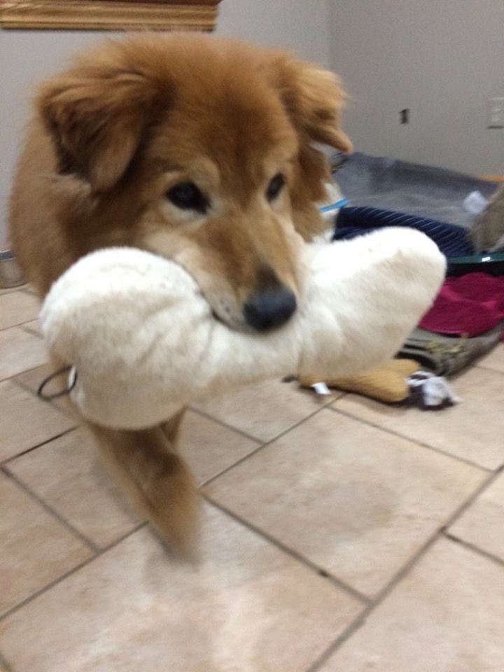 Youngstown Oh Golden Retriever Meet Rougee A Pet For Adoption