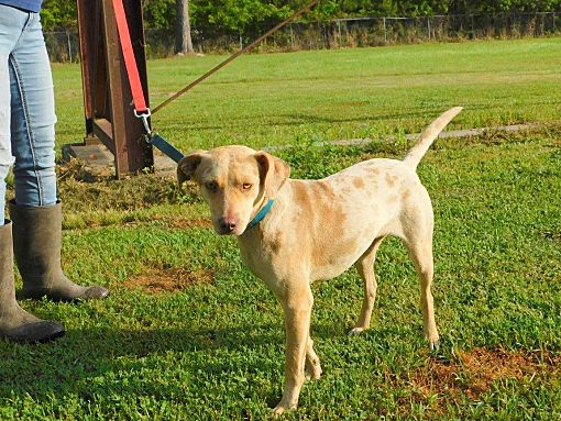 Yellow catahoula store