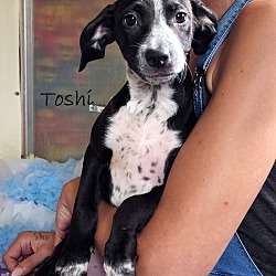 Photo of Toshi ~ meet me!
