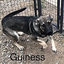Photo of Guiness