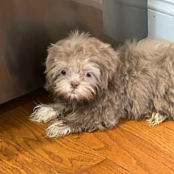 Photo of Peanut