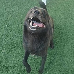 Thumbnail photo of Beau - $75 Adoption Fee!  Diamond Dog! #4