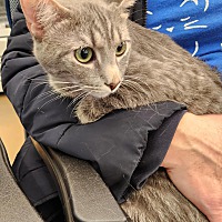 adopt a pet