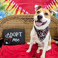 adopt a pet