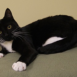 Thumbnail photo of Butters - Adoption Pending #3