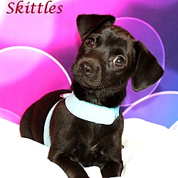 Thumbnail photo of Skittles~adopted! #1
