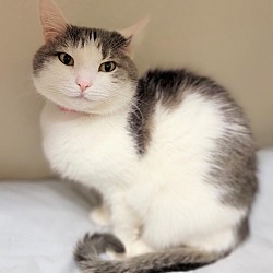 Photo of Duchess