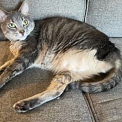 Photo of Winston-Tri-Pawd