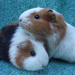 Photo of Smores/Buttercup