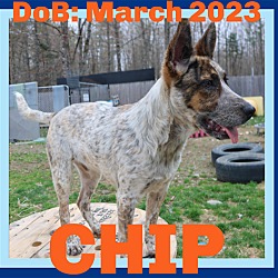 Thumbnail photo of CHIP - $400 #1