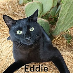 Thumbnail photo of Eddie #1