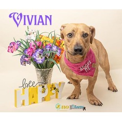 Thumbnail photo of Vivian #1