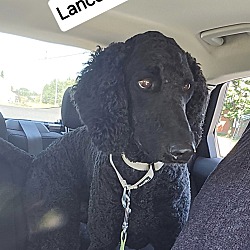 Thumbnail photo of Lancelot #2