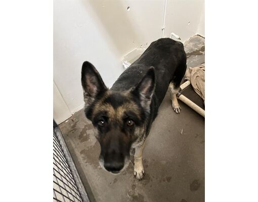 Casa Grande, Az - German Shepherd Dog. Meet Sasha A Pet For Adoption 