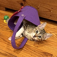 adopt a pet