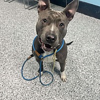 adopt a pet