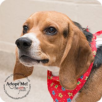 Troy, OH - Beagle. Meet Bailey a Pet for Adoption.