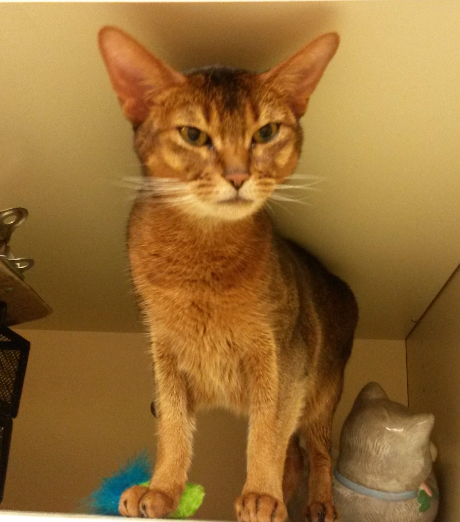 Salem, NH - Egyptian Mau. Meet Keva a Cat for Adoption. Salem, NH - Egyptian Mau. Meet Keva a Cat for Adoption.