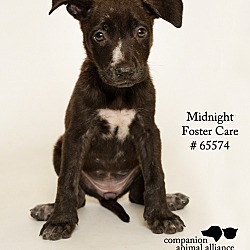 Thumbnail photo of Midnight (Foster) #3