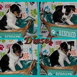 Thumbnail photo of Diesel #2