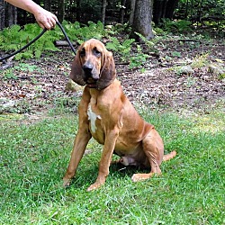 Thumbnail photo of Max the Bloodhound #2