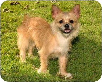 Marina Del Rey Ca Norfolk Terrier Meet Tessa A Pet For Adoption
