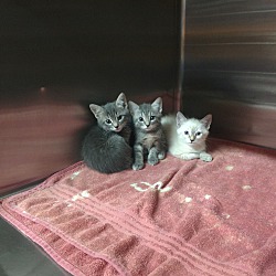 Photo of 3 CUTIE PIES (kittens)
