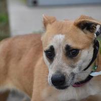 Hall County Animal Shelter in Gainesville, Georgia