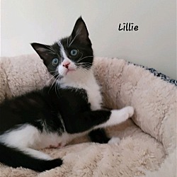 Photo of Lillie (22-422)