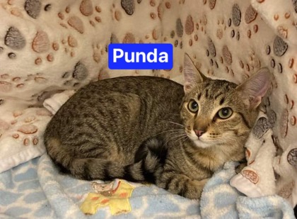 Thumbnail photo of Punda #1
