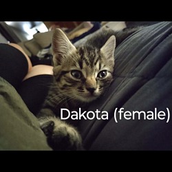 Thumbnail photo of Toby & Dakota #4