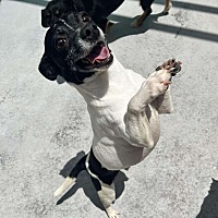 adopt a pet