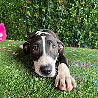 adopt a pet