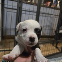 adopt-pet