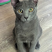 adopt a pet
