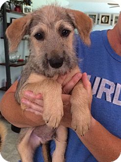 golden schnauzer puppy