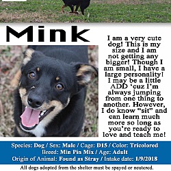 Thumbnail photo of Mink #3