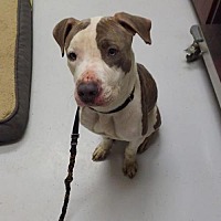 Morrow County Dog Shelter in Mt. Gilead, Ohio