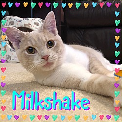 Photo of Milkshake
