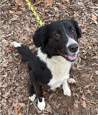 Birmingham, AL - Border Collie. Meet Snow a Pet for Adoption ...