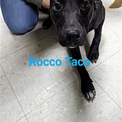 Photo of Rocco Taco
