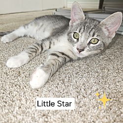 Photo of Little Star