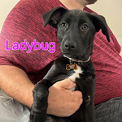 Photo of Ladybug