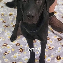 Thumbnail photo of Lenny - M #1