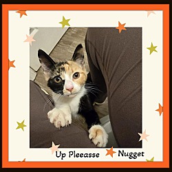 Thumbnail photo of Nugget - Total Lapcat &Playful #2