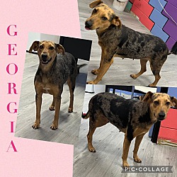 Thumbnail photo of Georgia/URGENT #2