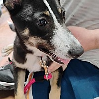 adopt a pet
