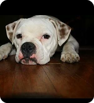 american bulldog rescue ma