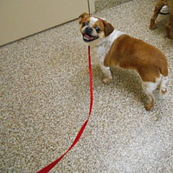 Thumbnail photo of Pugsley -Adopted! #3